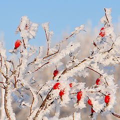 фото "Шиповник"