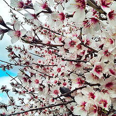 photo "Almond Blossom"