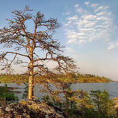 фото "Мёртвая сосна"