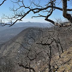 фото "Криволесье."