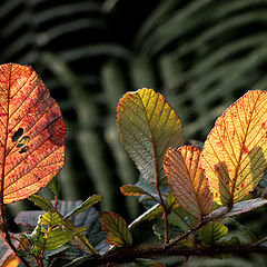 photo "****"