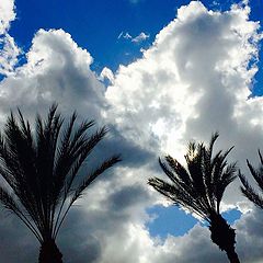 photo "Palm Sky"
