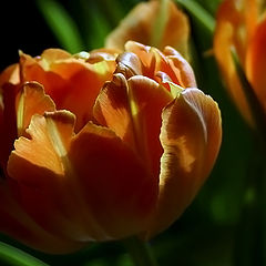 photo "Tulips"