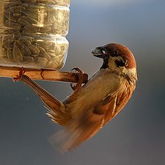 photo "Bird breakfast"