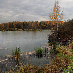 фото "Берёзка"