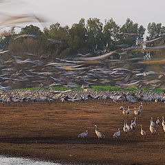 photo "Crane Song"