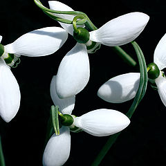 photo "Its snowdrop time"