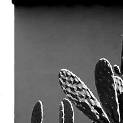 photo "cactus"