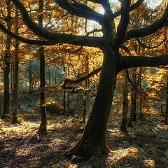 photo "Autumn Woodland"