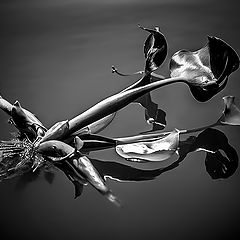 фото "Water hyacinths"