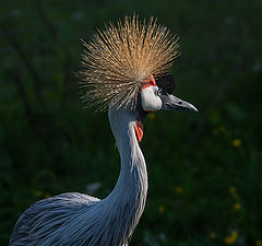 фото "венценосный журавль Balearica pavonina)"