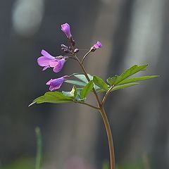 фото "Первоцветы."