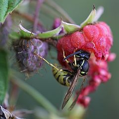 photo "Remembering the summer"