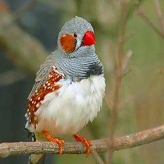 фото "Zebra finch"