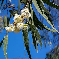 photo "Eucalyptus February"