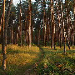 фото "Утренний лес"