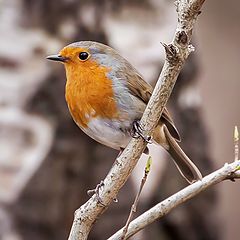 photo "First shoots of Spring"