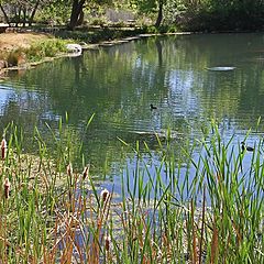 фото "Pond"