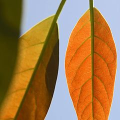 photo "Avocado Leaves"