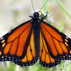 photo "Monarch"