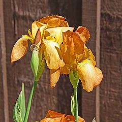 photo "Golden Iris"
