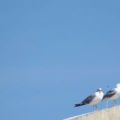 фото "seagulls"