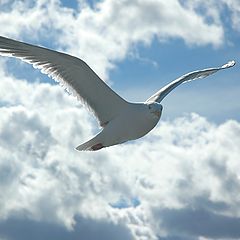 photo "Jonathan Livingston Seagull"