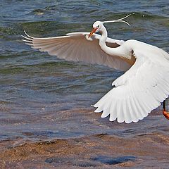 photo "White Heron"