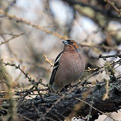 photo "Chaffinches flew"