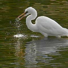 photo "Egret"