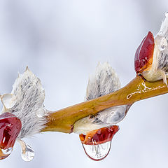 photo "Droplet"