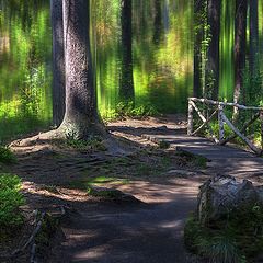 фото "Солнечный лес"