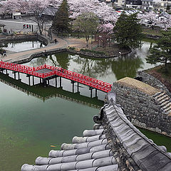 photo "Sakura blooming"