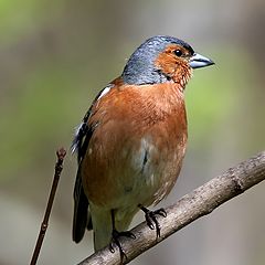 photo "Just Chaffinch"