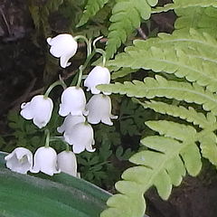 photo "***"