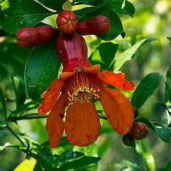 photo "Pomegranate"