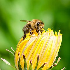 фото "Пчела и одуванчик"