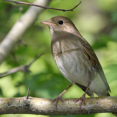 photo "Nightingale"