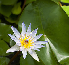 фото "Water lily"