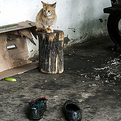 фото "домашний уют"