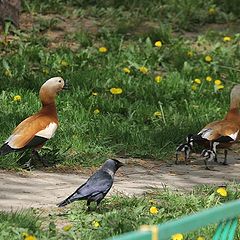 photo "Adventurers"