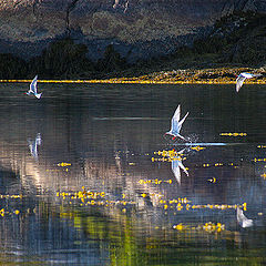 photo "Summer evening"