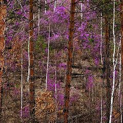 фото "багульник"