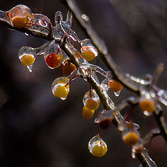 photo "Clad in ice"