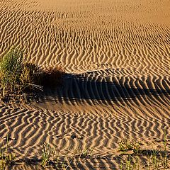 фото "SHADOWS"