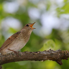 photo "Virtuoso"