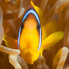 photo "Twobar anemonefish"