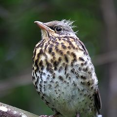 photo "Fledgling thrush"