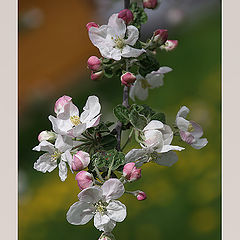 photo "The smell of spring"