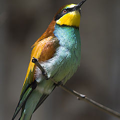 фото "vogeltje"